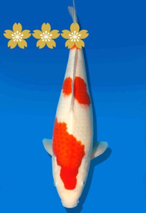 Koi Auktion Dainichi Kohaku Tosai RedTiger - 36cm KT4-0864