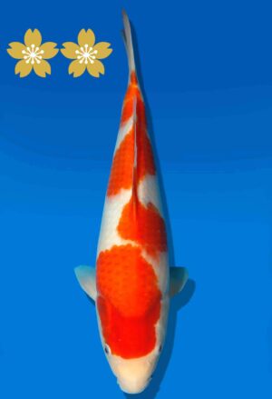 Koi Auktion Dainichi Kohaku Tosai RedTiger - 33cm KT4-0865