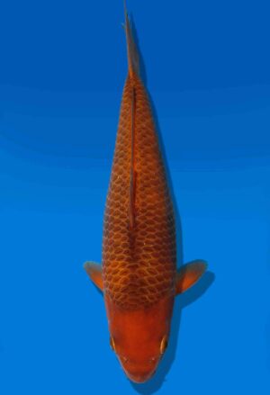 Koi Auktion Dainichi Chagoi JumboTosai BrownMonkey - 27cm KT4-0873