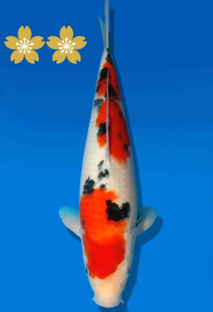 Koi Auktion Dainichi Sanke JumboTosai NewMSankejr. - 30cm KT4-0871