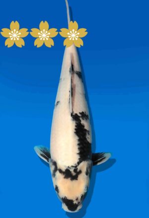 Koi Auktion Dainichi ShiroUtsuri JumboTosai Monroe - 30cm KT4-0875