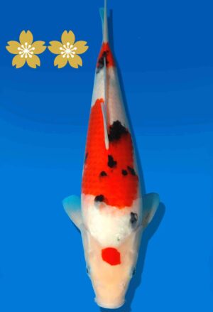 Koi Auktion Dainichi Sanke JumboTosai NewMSankejr. - 30cm KT4-0872