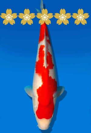 Koi Auktion Dainichi Kohaku JumboTosai RedTiger - 37cm KT4-0867