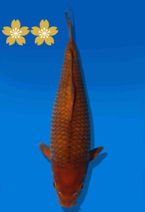 Koi Auktion Dainichi Chagoi Tosai BrownMonkey - 30cm KT2-0853