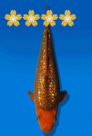 Koi Auktion Dainichi AragokeChagoi JumboTosai BrownMonkey - 30cm GT3-0876