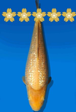 Koi Auktion Dainichi GinrinKarashigoi JumboTosai YellowMonkey - 34cm GT3-0877