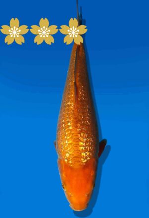 Koi Auktion Dainichi AragokeChagoi JumboTosai BrownMonkey - 29cm GT3-0878