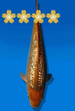 Koi Auktion Dainichi AragokeChagoi JumboTosai BrownMonkey - 27cm GT3-0879