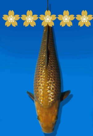 Koi Auktion Dainichi GinrinChagoi JumboTosai BrownMonkey - 37cm GT6-0880