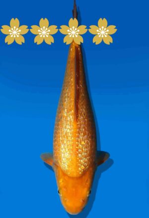 Koi Auktion Dainichi GinrinKarashigoi JumboTosai YellowMonkey - 30cm GT6-0881