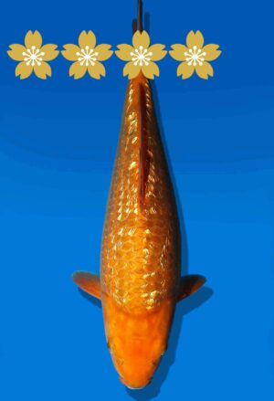 Koi Auktion Dainichi GinrinKarashigoi JumboTosai YellowMonkey - 32cm GT6-0882