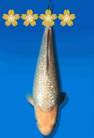 Koi Auktion Dainichi GinrinWhiteMonkey JumboTosai WhiteMonkey - 32cm GT6-0883