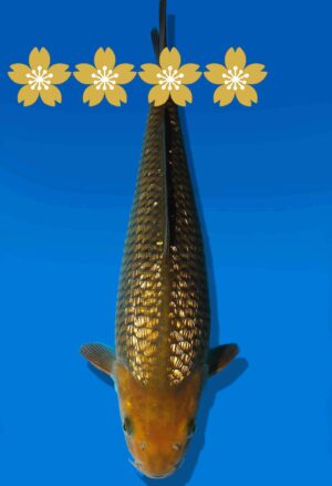 Koi Auktion Dainichi GinrinChagoi JumboTosai BrownMonkey - 33cm GT6-0884