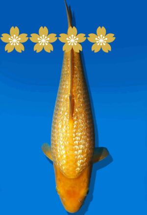 Koi Auktion Dainichi GinrinKarashigoi JumboTosai YellowMonkey - 32cm GT6-0885