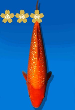 Koi Auktion Dainichi GinrinBenigoi JumboTosai XGinrinKohaku - 30cm GT6-0886
