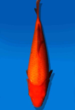 Koi Auktion Dainichi Benigoi JumboTosai RedTiger - 30cm GT6-0887