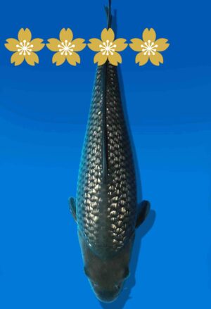 Koi Auktion Dainichi GinrinSoragoi JumboTosai GinrinSora/Sora - 33cm GT6-0888