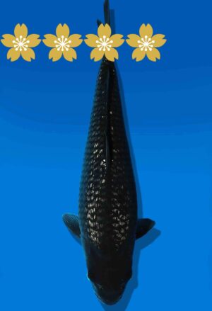 Koi Auktion Dainichi BlackDiamond JumboTosai BlackZeus - 33cm KT5-0889