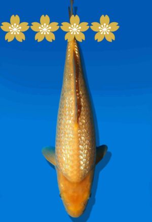 Koi Auktion Dainichi GinrinKarashigoi JumboTosai YellowMonkey - 34cm KT5-0890