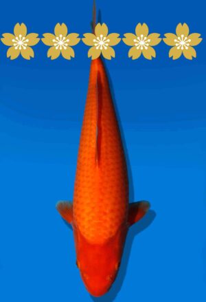 Koi Auktion Dainichi Benigoi JumboTosai RedTiger - 34cm GT3-0923