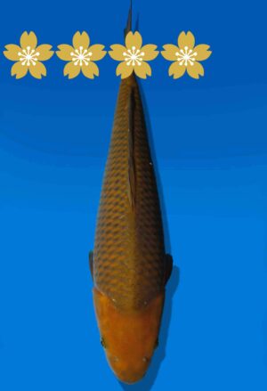 Koi Auktion Dainichi Chagoi JumboTosai BrownMonkey - 35cm GT3-0892