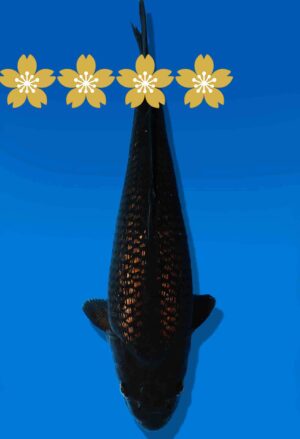 Koi Auktion Dainichi BlackDiamond JumboTosai BlackZeus - 36cm GT3-0891