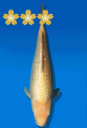 Koi Auktion Dainichi GinrinKarashigoi JumboTosai YellowMonkey - 30cm GT3-0893