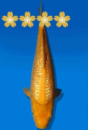 Koi Auktion Dainichi GinrinKarashigoi JumboTosai YellowMonkey - 34cm GT3-0894