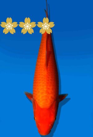 Koi Auktion Dainichi Benigoi JumboTosai RedTiger - 30cm GT3-0895