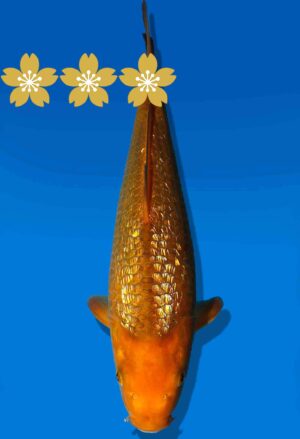 Koi Auktion Dainichi GinrinChagoi JumboTosai BrownMonkey - 30cm KT5-0896