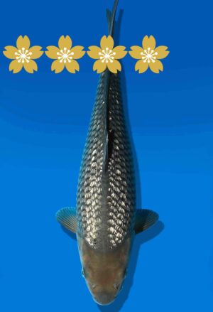 Koi Auktion Dainichi GinrinSoragoi JumboTosai GinrinSora/Sora - 34cm KT5-0897