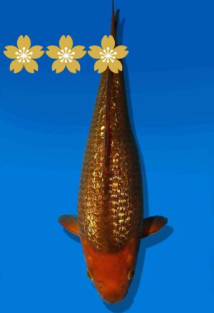 Koi Auktion Dainichi GinrinChagoi JumboTosai BrownMonkey - 30cm KT5-0898