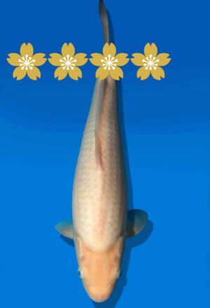 Koi Auktion Dainichi GinrinShiro JumboTosai WhiteMonkey - 37cm KT5-0899