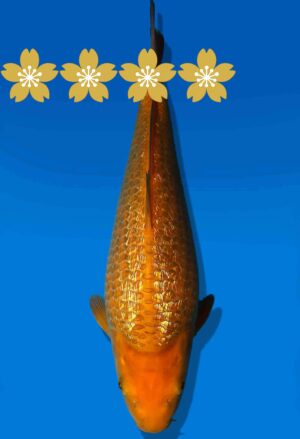 Koi Auktion Dainichi GinrinChagoi JumboTosai BrownMonkey - 32cm KT5-0900