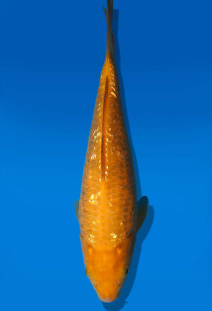 Koi Auktion Dainichi GinrinKarashigoi JumboTosai YellowMonkey - 23cm GT1-0901