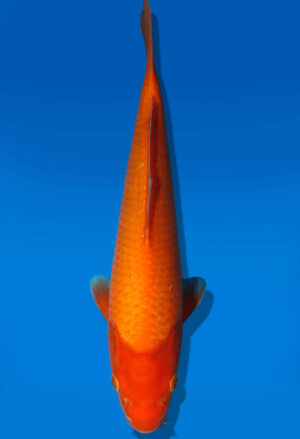 Koi Auktion Dainichi GinrinKarashigoi JumboTosai YellowMonkey - 29cm GT1-0902