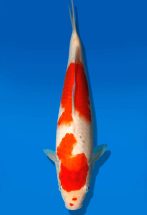 Koi Auktion Kanno Goshiki JumboTosai Kanno - 27cm GT1-0903