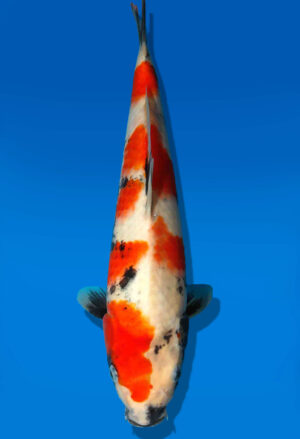 Koi Auktion Dainichi Showa JumboTosai Monroe - 29cm GT1-0909