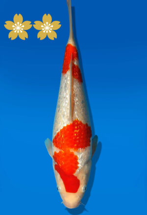 Koi Auktion Dainichi GinrinKohaku JumboTosai XGinrinKohaku - 26cm GT1-0916