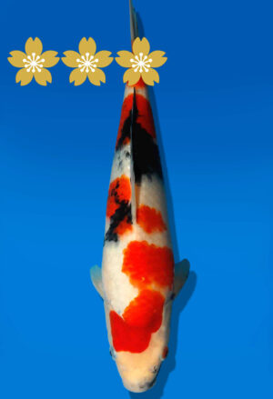 Koi Auktion Dainichi Showa JumboTosai Monroe - 29cm GT1-0910