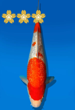 Koi Auktion Dainichi GinrinKohaku JumboTosai XGinrinKohaku - 25cm GT1-0917