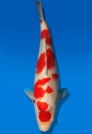 Koi Auktion Kanno Goshiki JumboTosai Kanno - 27cm GT1-0904