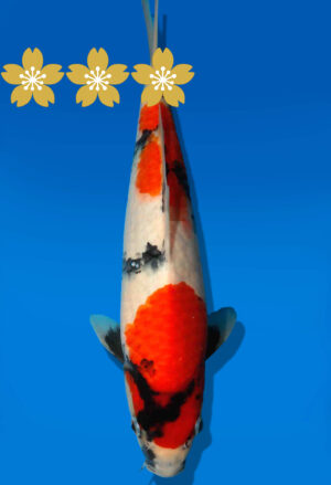 Koi Auktion Dainichi Showa JumboTosai Monroe - 29cm GT1-0911