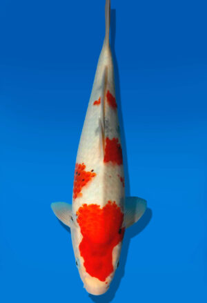 Koi Auktion Dainichi Showa JumboTosai Monroe - 31cm GT1-0913