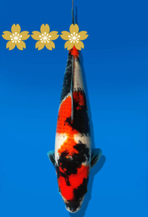 Koi Auktion Dainichi Showa JumboTosai MonaLisa - 27cm GT1-0912