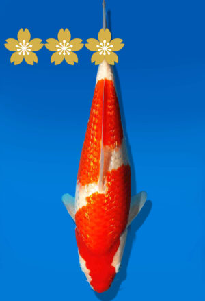 Koi Auktion Dainichi GinrinKohaku JumboTosai XGinrinKohaku - 27cm GT1-0918