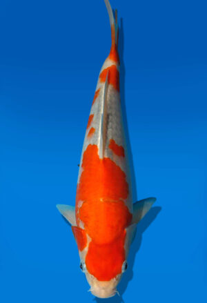 Koi Auktion Kanno Goshiki JumboTosai Kanno - 27cm GT1-0906