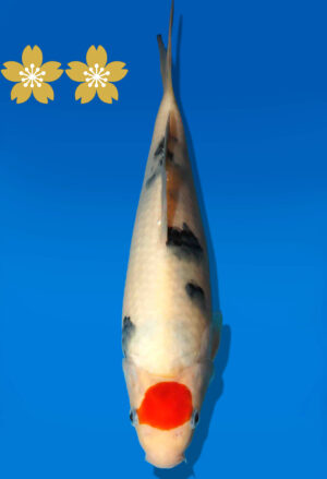 Koi Auktion Dainichi TShowa JumboTosai Monroe - 24cm GT1-0915