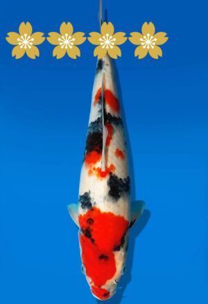 Koi Auktion Dainichi Showa JumboTosai MonaLisa - 28cm GT1-0914