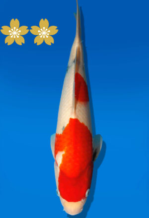 Koi Auktion Dainichi Showa JumboTosai MonaLisa - 32cm GT1-0919